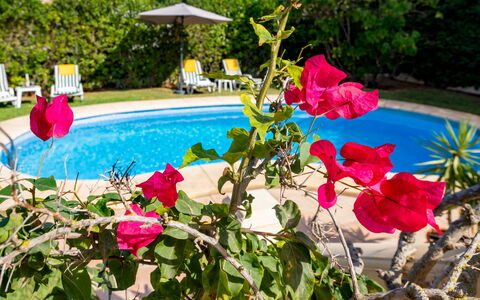 Villa Ciclamen: Flor, Planta, Agua, Botánica, Pétalo, Piscina, Rosado, Edificio, Ocio, Árbol