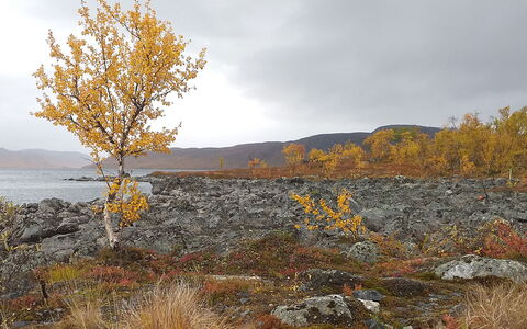 Willa Kiiruna: Hoja, Paisaje Natural, Paisaje, Desierto, Otoño, Cayó, Ramita, Shrubland, Chaparral