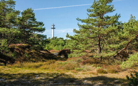 Elza - 800M from the Sea: Cielo, Planta De La Comunidad, Shrubland, Bosque, Chaparral, Selva, Los Bosques De Coníferas Tropicales Y Subtropicales, Hojas Perennes, Familia De Pino