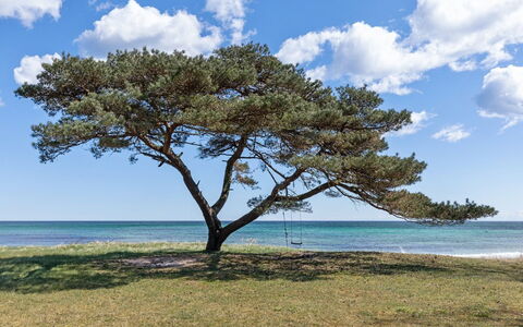 Botolphus - 20M from the Sea: Madera, Casa, Cabaña, Casa, Techo, Área Rural, Vía Muerta, Cuarto De Troncos, Edificios Del Jardín, Madera Dura