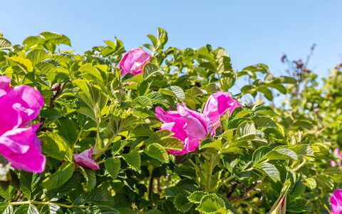 Lahja - 400M from the Sea: Vegetación, Arbusto, Primavera, Cabaña, Jardín, Sombra, Patio Interior, Yarda, Silla