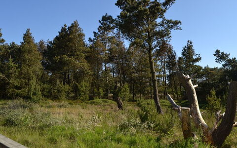 Harthwik - 1Km from the Sea: Cielo, Hoja, Árbol, Entorno Natural, Naturaleza, Vegetación, Arbusto, Planta De La Comunidad, Ecorregión, Desierto