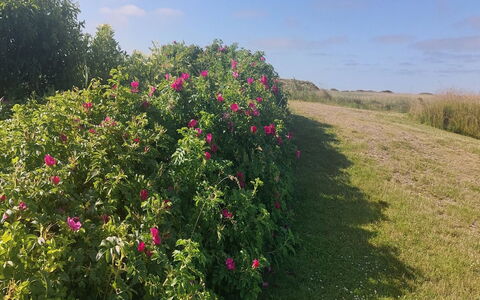 Chrisse - 550M from the Sea: Flor, Arbusto, Rosado, Pétalo, Planta Floreciendo, Familia De Las Rosáceas, Jardín, Planta Herbácea, Plantación