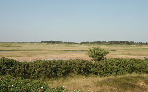 Ennike - 2.3Km from the Sea: Hierba, Casa, Techo, Casa, Cabaña, Arbusto, El Terreno Del Lote, Área Rural, Casa De Campo, Cobertura Del Suelo