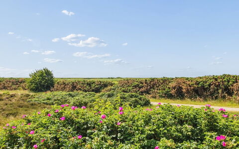 Femja - 2.3Km from the Sea: Cielo, Flor, Nube, Arbusto, Rosado, Cobertura Del Suelo, Prado, Planta Floreciendo, Flor Silvestre, Cúmulo