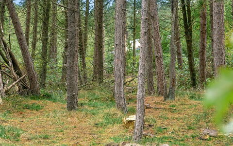 Santuzza - 3.9Km from the Sea: Hierba, Casa, Techo, Casa, Cabaña, Arbusto, El Terreno Del Lote, Área Rural, Casa De Campo, Cobertura Del Suelo