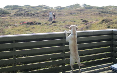 Lilja - 1.5Km from the Sea: Canidae, Cerca, Banco Al Aire Libre