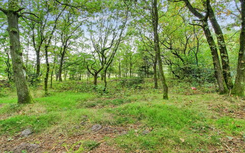 Ellica - 50Km from the Sea: Hoja, Árbol, Hierba, Entorno Natural, Verde, Madera, Vegetación, Rama, Paisaje Natural, Bosque