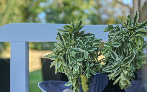 Swavi - from the Sea: Maceta, Planta De Casa, Diseño, Hierba