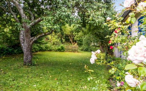 Agrippa - 30M to the Fjord: Verde, Naturaleza, Hoja, Jardín, Arbusto, Primavera, Pétalo, Cobertura Del Suelo, Césped, Luz De Sol