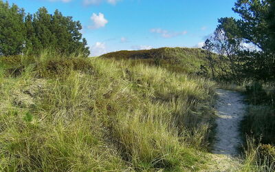 Lewe - 150M from the Sea