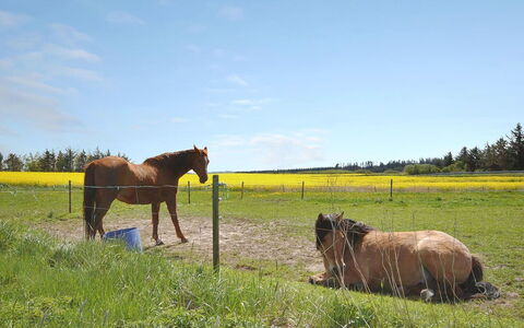 Sophia - 8Km from the Sea: Caballo, Hierba, Pradera, Pasto, Ecorregión, Llanura, Paisaje, Área Rural, Campo