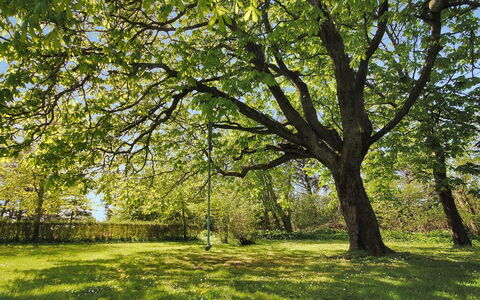 Sophia - 8Km from the Sea: Rama, Hoja, Verde, Tiempo De Día, Árbol, Hierba, Naturaleza, Entorno Natural, Madera, Vegetación