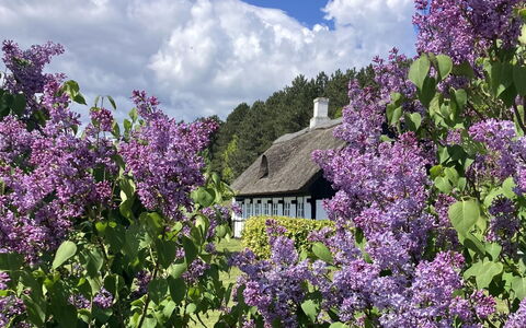 Eva - 1.5Km to the Fjord: Flor, Arbusto, Cabaña, Cobertura Del Suelo, Primavera, Jardín, Planta Floreciendo, Púrpura, Flor Silvestre, Casa De Campo