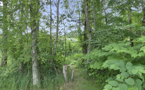 Gerasim - 400M from the Sea: Hoja, Entorno Natural, Vegetación, Bosque, Planta De La Comunidad, Selva, Reserva Natural, Bosque Norte De Madera, Bosque, El Maletero