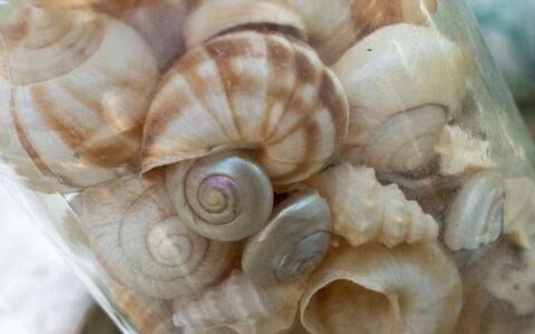 Annamie - 650M from the Sea: Material Natural, Comida