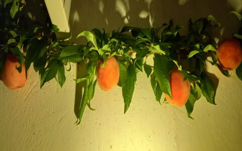Hartvig - 800M from the Sea: Fruta, Produce, Naranja, Los Alimentos Naturales, Comida