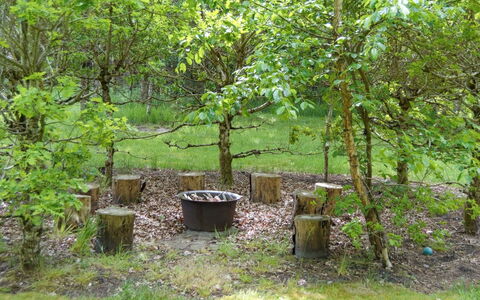 Hailka: Hoja, Rama, Planta De La Comunidad, El Maletero, Plantas Leñosas, Jardín, Bosque, Suelo, Patio Interior