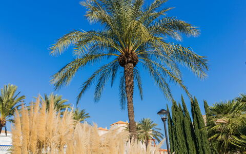 Cala Blanca Denia: Mesa, Planta, Edificio, Cielo, Nube, Madera, Porche, Sombra, Diseño De Interiores, Silla