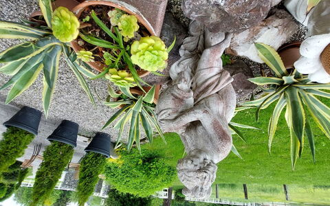 Velden am Wörthersee 37: Planta, Hoja, Rama, Planta Terrestre, Arecales, Vegetación, Árbol, Ramita, El Maletero, Plantas Leñosas