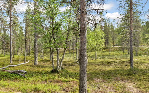Saariselän Waskooli a: Madera, Cabaña, Cuarto De Troncos, Bosque, Cobertizo, Edificios Del Jardín, Alerce, Bosque, Manchas De Madera