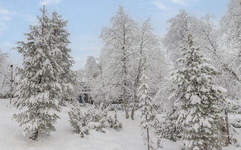Talles: Nieve, Rama, Invierno, Madera, Congelación, Fenómeno Geológico, Ramita, Escarcha, Bosque