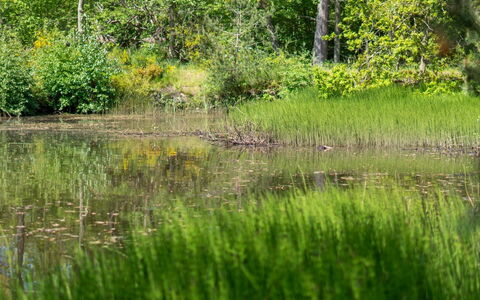 Smilla - 300M from the Sea: Verde, Agua, Pantano, Entorno Natural, Naturaleza, Vegetación, Paisaje Natural