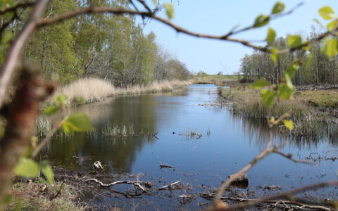 Krok - 1.2Km from the Sea: Los Recursos Hídricos, Agua, Cuerpo De Agua, Entorno Natural, Naturaleza, Pantano, Paisaje Natural, Corriente De Agua