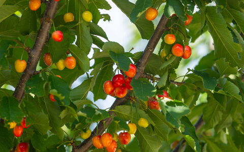 Villa Škavre: Planta, Flor, Fruta, Árbol, Hoja, Los Alimentos Naturales, Rama