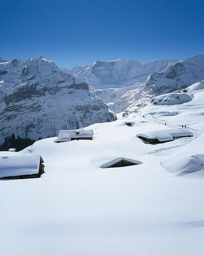 Chalet Pfingstrose