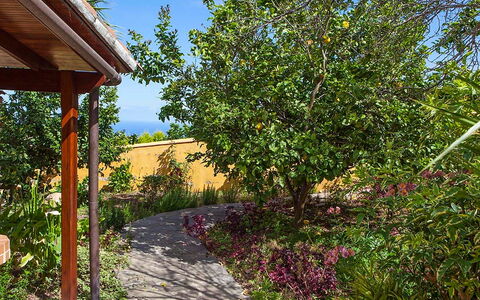 La Orotava 150: Árbol, Propiedad, Vegetación, Bienes Raíces, Planta, Casa, Botánica, Jardín, Primavera, Hoja