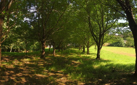 El Olivo: Planta, Árbol, Paisaje Natural, Rama, Madera, Sombra, El Maletero, Hierba, Caduco