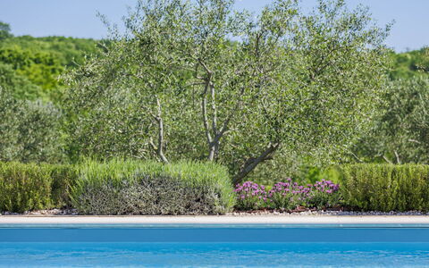 Claudia: Agua, Planta, Planta De La Comunidad, Cielo, Paisaje Natural, El Terreno Del Lote, Flor, Paisaje, Cobertura Del Suelo, Arbusto