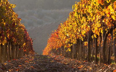 Castellina in Chianti 647