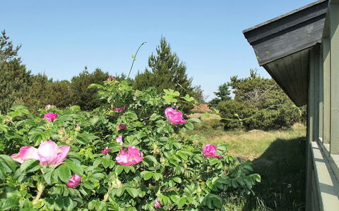 Srebrenka - 1.2Km from the Sea: Flor, Pétalo, Arbusto, Rosado, Planta Floreciendo, Cobertura Del Suelo, Familia De Las Rosáceas, Jardín, Primavera