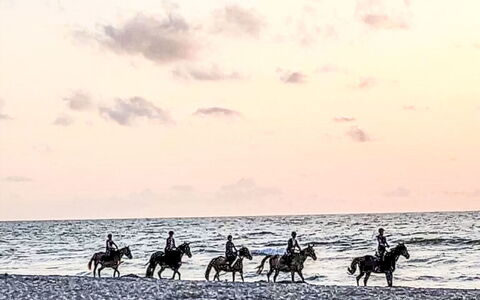 Zacisze Bałtyku: Caballo, Recreación, Mar, Oceano, Paquete Animal, Playa, Ganado