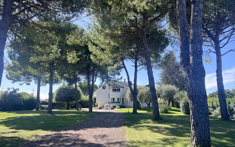 Villapronti: Hoja, Árbol, Rama, El Maletero, Sombra, Césped, Jardín, Plantas Leñosas, Paisajismo, Parque