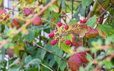 Kalli - 100M from the Sea: Fruta, Verde, Produce, Comida, Ingrediente
