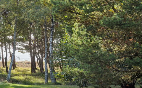 Tyyne - 250M from the Sea: Hoja, Árbol, Rama, Hierba, Entorno Natural, Verde, Naturaleza, Vegetación, Pradera, Bosque