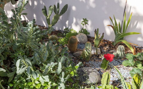 Egner- Apt.panorama: Planta De La Comunidad, Jardín, Planta Floreciendo, Paisajismo, Jardín Botánico, Cactus, Planta Suculenta