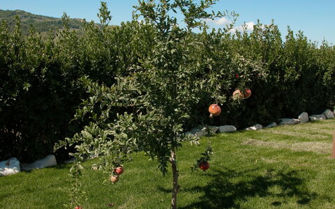 Villa Mariarosaria - Dimora Esclusiva con Piscina: Rama, Cobertura Del Suelo, Jardín, Césped, Fruta, Plantación, Suelo, Yarda
