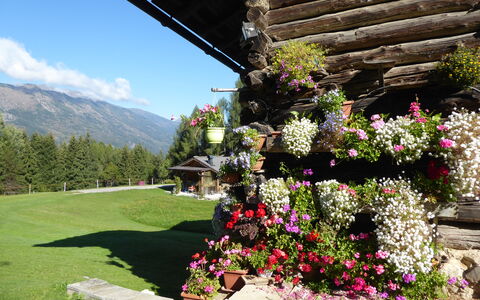 Baita Mountain View Pale San Martino: Flor, Pétalo, Arbusto, Jardín, Primavera, Cordillera, Floristas, Planta Floreciendo, Hill Station, Alpes