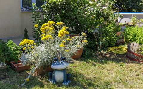 Fameja: Flor, Amarillo, Arbusto, Jardín, Maceta, Primavera, Planta De Casa, Floristas, Planta Herbácea