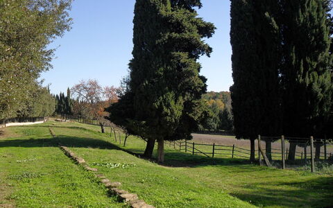 Villa Antonella: Árbol, Hierba, Hoja, Entorno Natural, Arbusto, El Maletero, Plantas Leñosas, Jardín, Prado, Paisajismo
