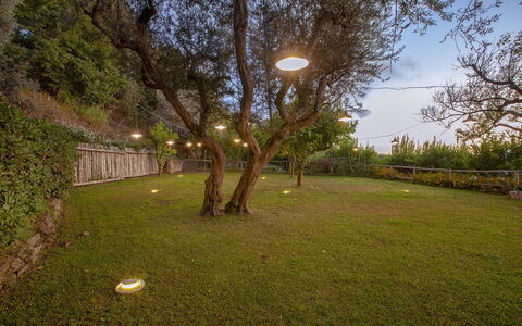 Villa Liliana: Naturaleza, Rama, Paisaje, Jardín, Césped, Patio Interior, Paisajismo, Noche, Yarda, La Iluminación Del Paisaje