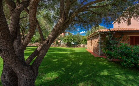 San Teodoro Apartments: Hoja, Árbol, Hierba, Naturaleza, Rama, Jardín, Arbusto, Paisaje, Césped