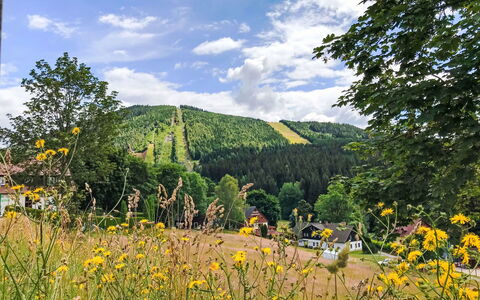 Harrachov 707: Árbol, Paisaje, Bosque, Prado, Hill Station, Pasto, Alerce, Plantación