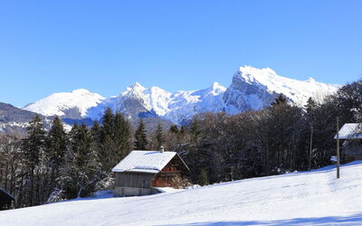 Morillon 647