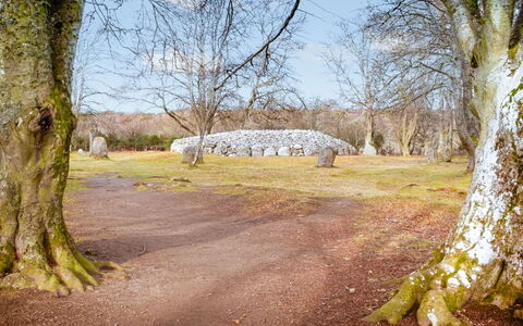 Dhivach Lodge: Árbol, Rama, Hoja, Klippe, Ramita, El Maletero, Plantas Leñosas, Pasto, Bosque, Invierno
