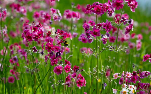 Farmburn Bothy: Flor, Pétalo, Rosado, Primavera, Planta Floreciendo, Púrpura, Jardín, De Cerca, Flor Silvestre